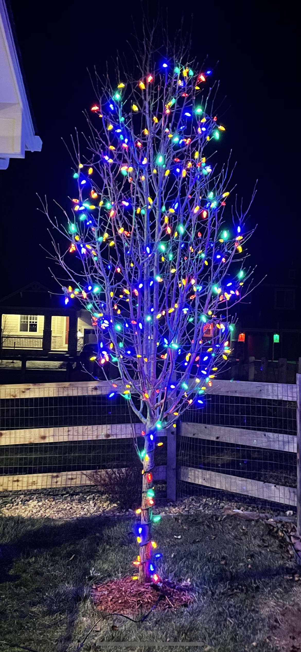 multi_colored_tree